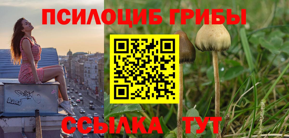 Псилоцибиновые грибы Cubensis Городец